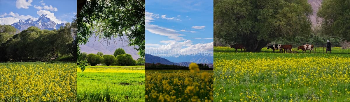 xinjiang-rapeseed-8 xinjiang-rapeseed-8