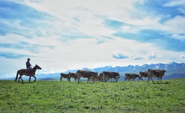 Kalajun Grassland.jpg.jpg Kalajun Grassland.jpg.jpg