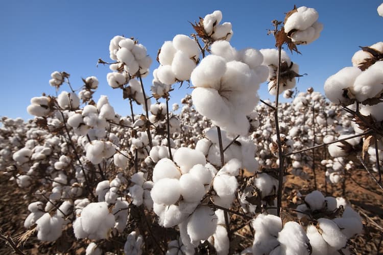 xinjiang-cotton-2.jpg xinjiang-cotton-2.jpg