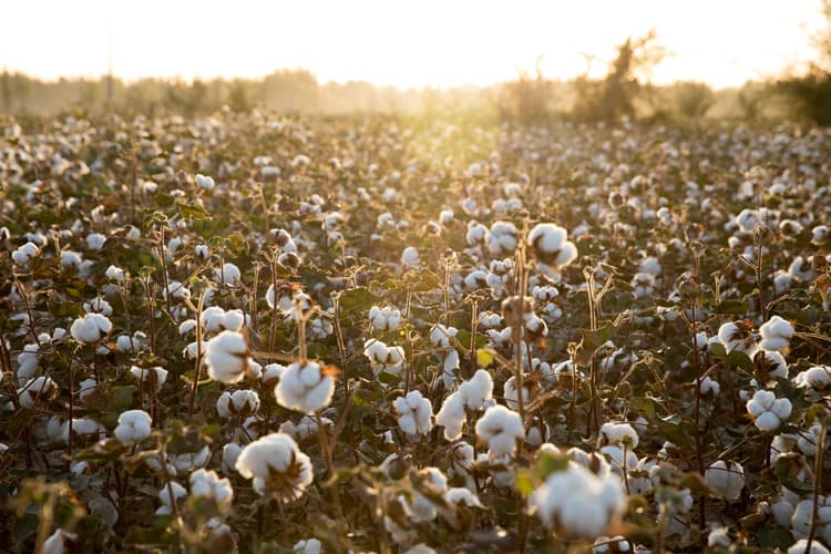xinjiang-cotton-4.jpg xinjiang-cotton-4.jpg