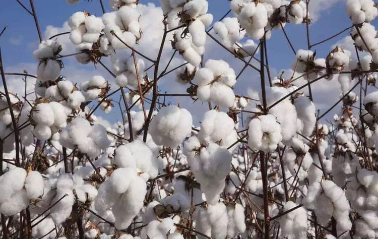xinjiang-cotton-6.jpg xinjiang-cotton-6.jpg