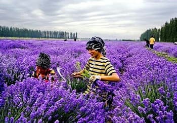 lavender1.jpg lavender1.jpg