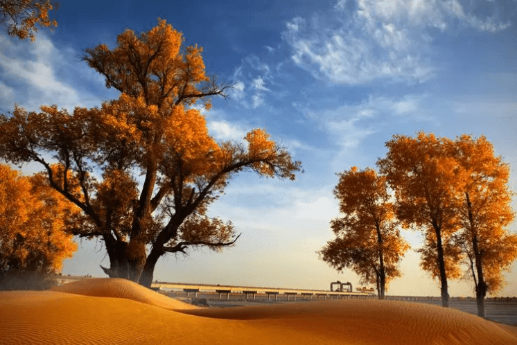 Populus-Euphratica-Forest Populus-Euphratica-Forest