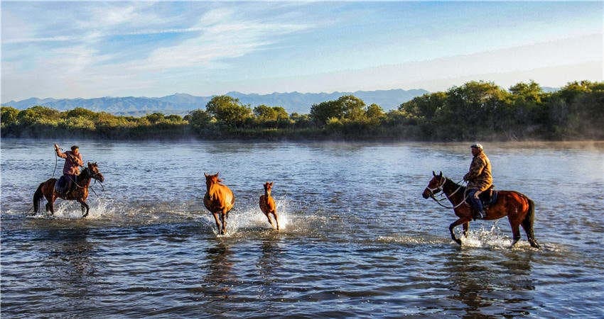 Tianma-Horse-2 Tianma-Horse-2