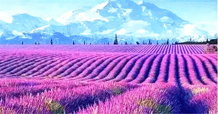 Levender Farm Levender Farm