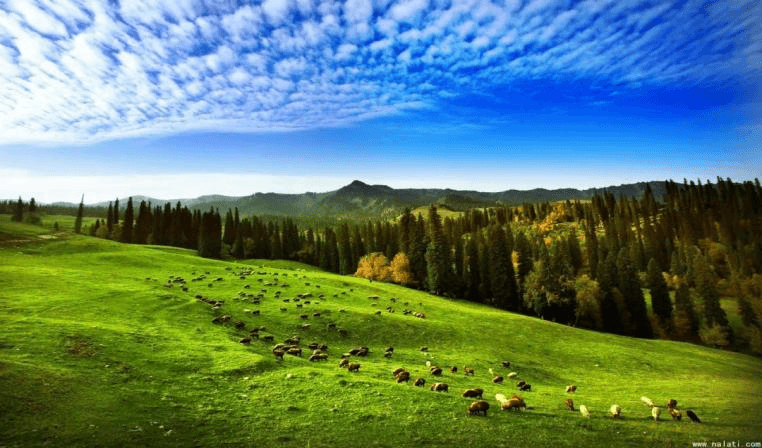 Nalati Grassland1 Nalati Grassland1
