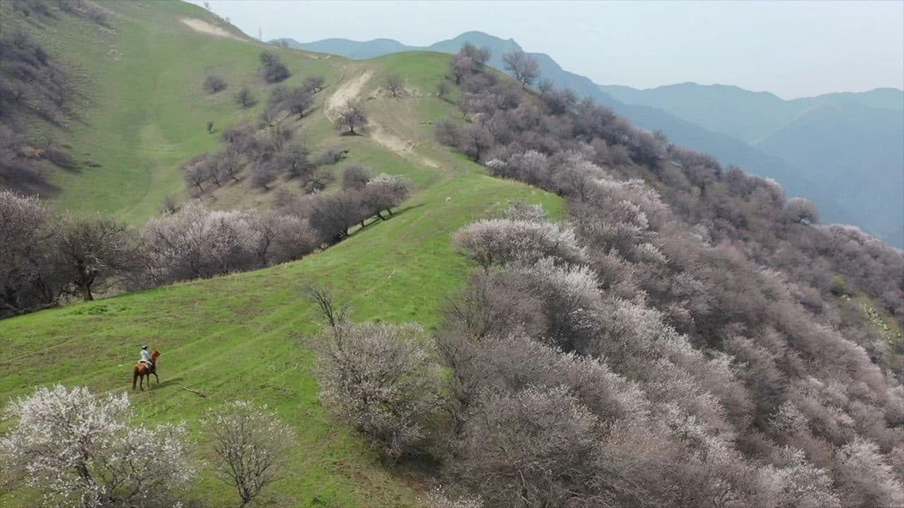 Turgun Apricot Blossom Grand Canyon Turgun Apricot Blossom Grand Canyon