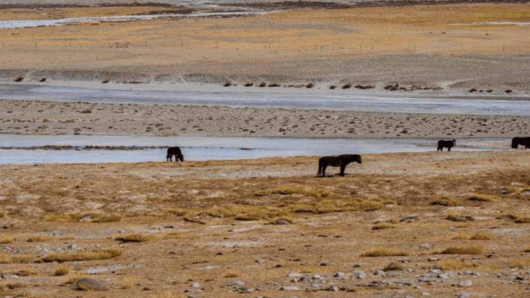 Tashkurgan Wetland1 Tashkurgan Wetland1