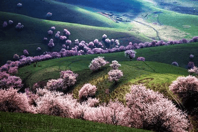 9-day-xinjiang-spring-tour-apricot-blossom-in-yili-grasslands 9-day-xinjiang-spring-tour-apricot-blossom-in-yili-grasslands