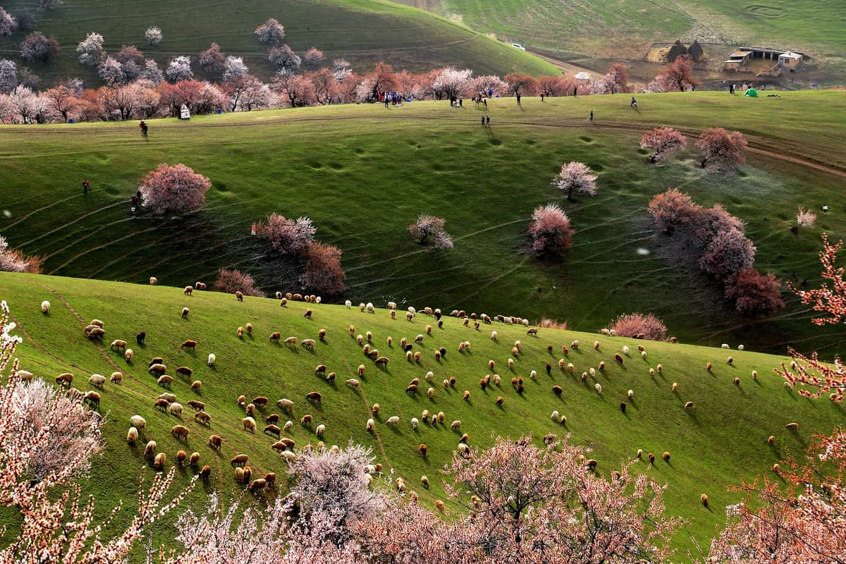 turgen-apricot-valley.jpg turgen-apricot-valley.jpg