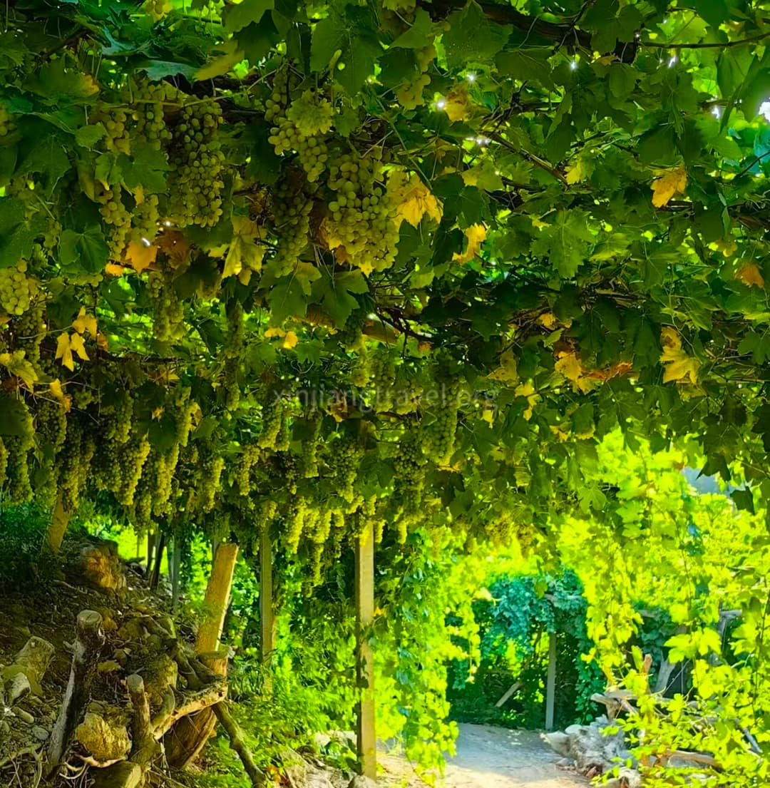 grape-valley-01.jpg grape-valley-01.jpg