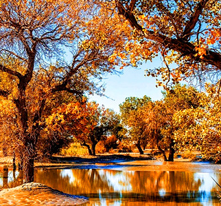 Diverse-Leaf Poplar Forest.jpg